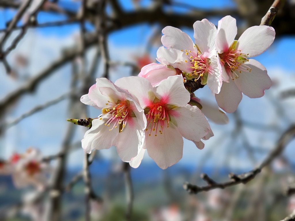 Fiori di albero di mandorle nel periodo della fioritura.